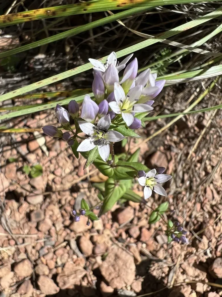 Chiricahua Dwarf Gentian
