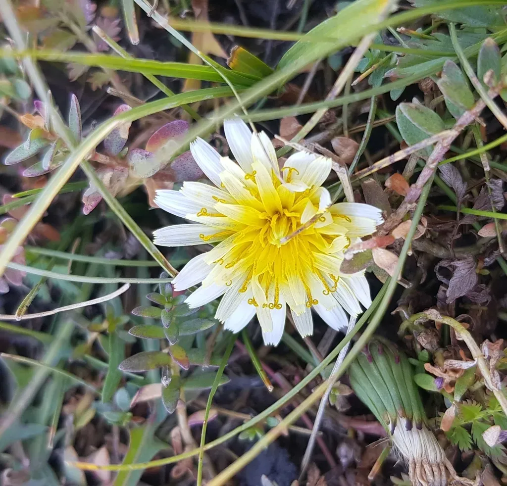 White-flowering Korean Dandelion