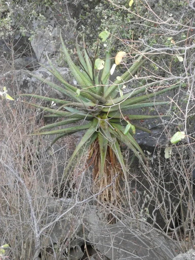 Zimbabwe Aloe