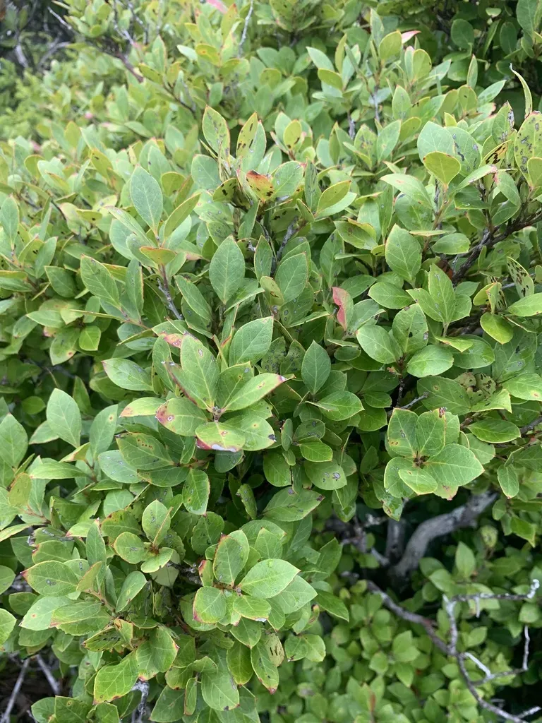 Vaccinium Boninense