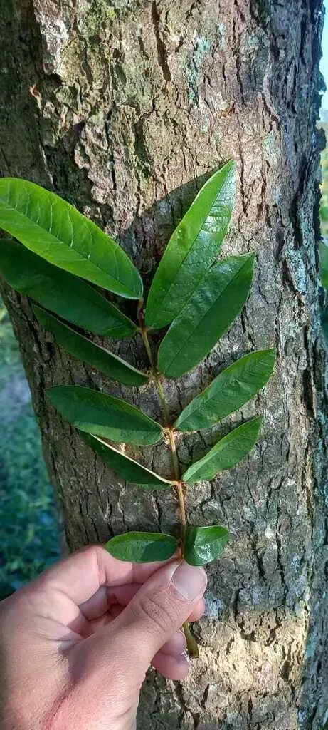 Andira Fraxinifolia