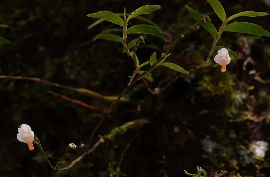 Dendrobium Cymbulipes