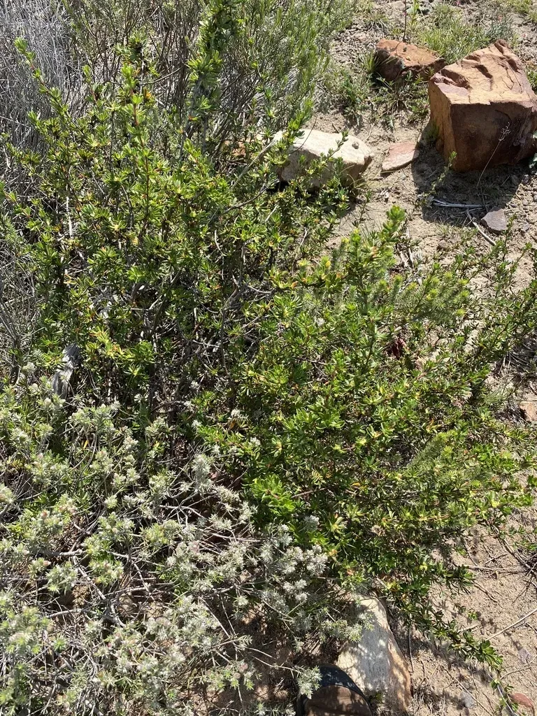 Cliffortia Drepanoides