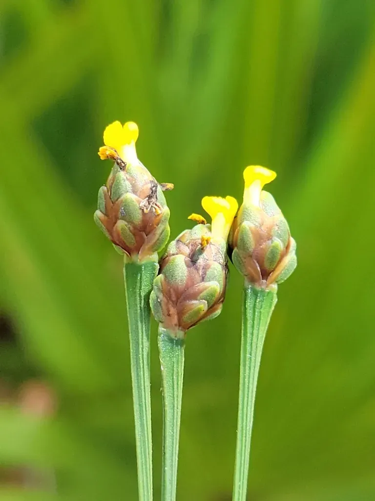 Limestone Yellow-eyed Grass