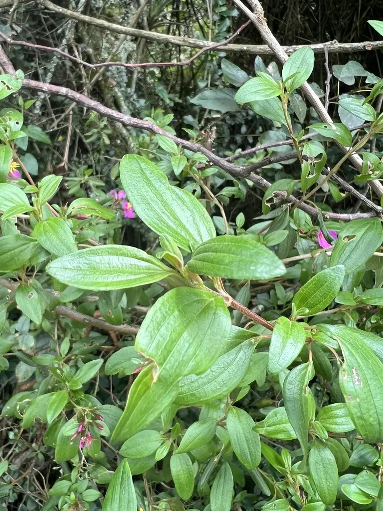 Monochaetum Myrtoideum