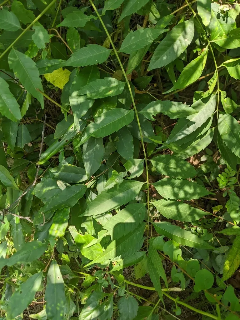 Eurycorymbus Cavaleriei