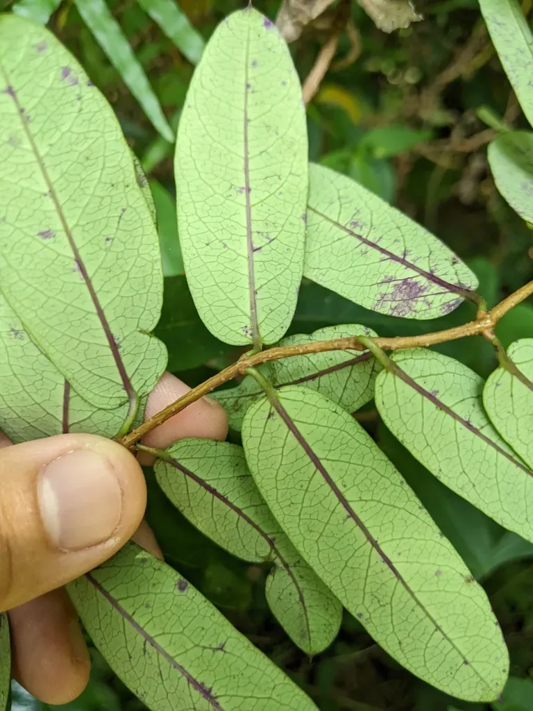 Cryptolepis Sinensis