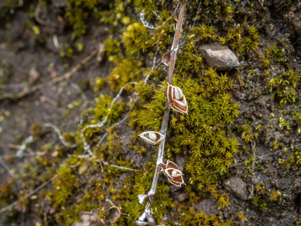 Creeping Everlasting Daisy