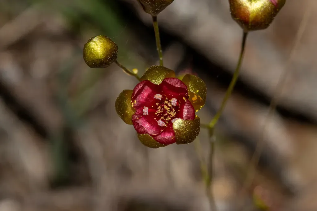Drosera Calycina