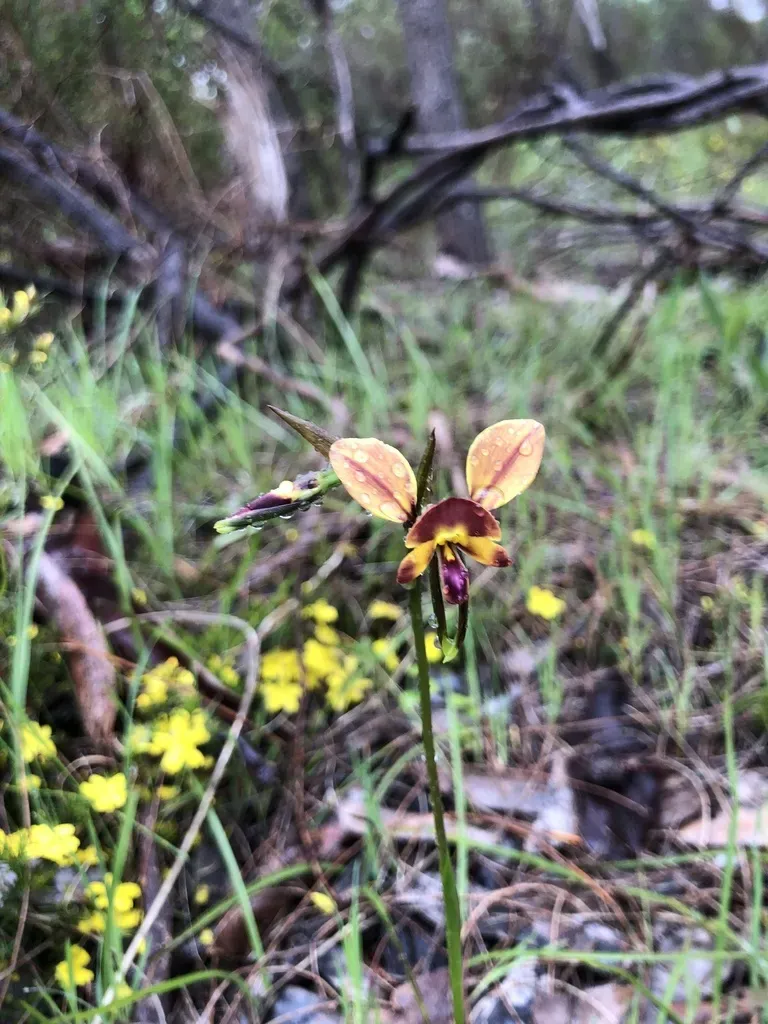 Wallflower Orchid