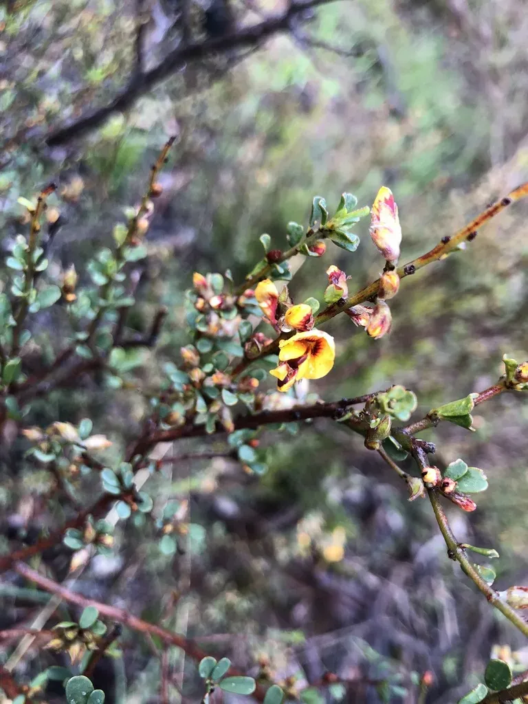 Large-flowered Bush-pea