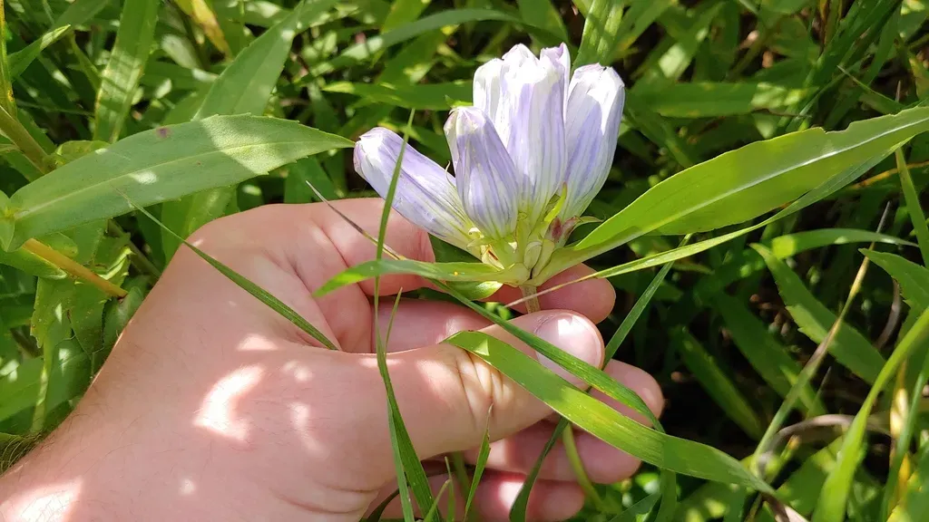 Hybrid Bottle Gentian