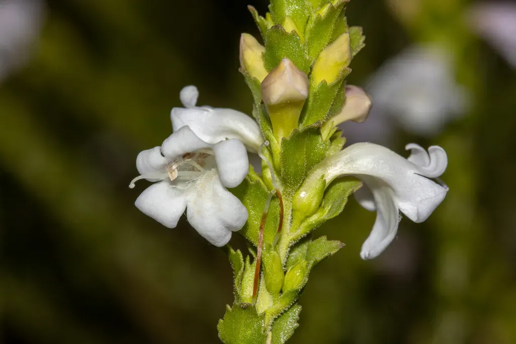 Eremophila Lehmanniana