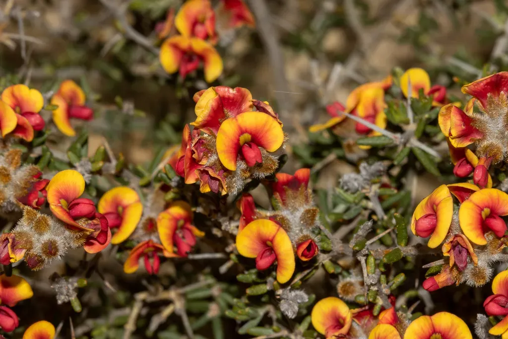 Mirbelia Trichocalyx
