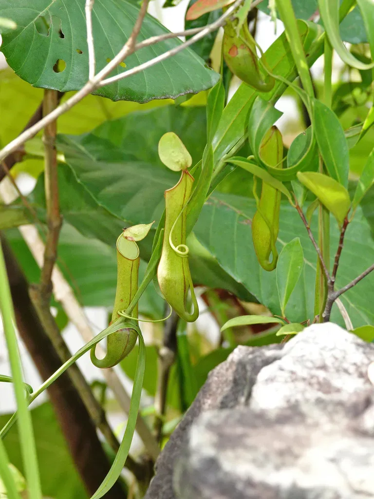 Slender Pitcher-plant