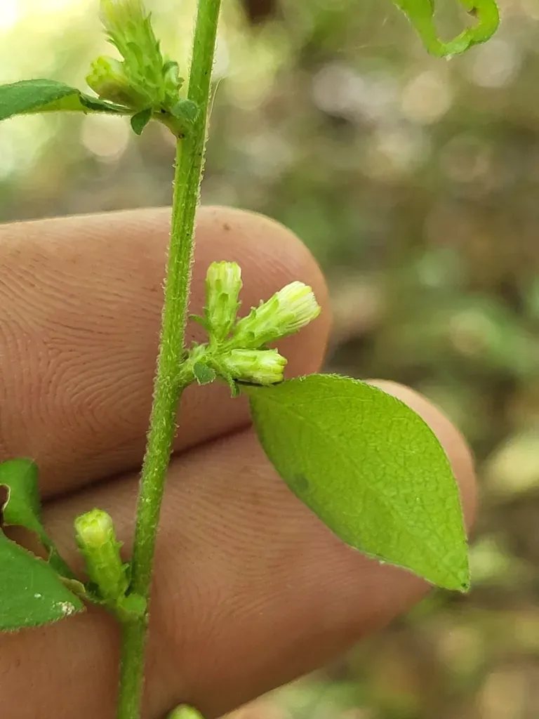 Rayless Mock Goldenrod