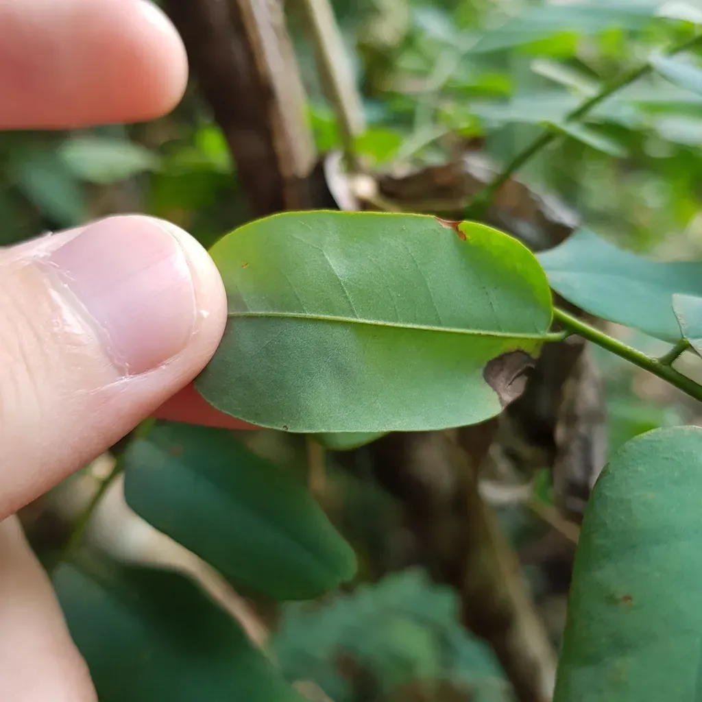 Dalbergia Junghuhnii