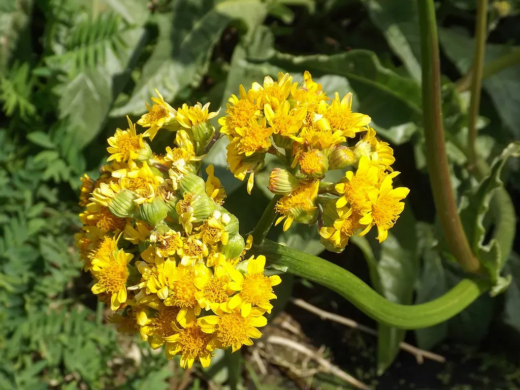 Senecio Fistulosus