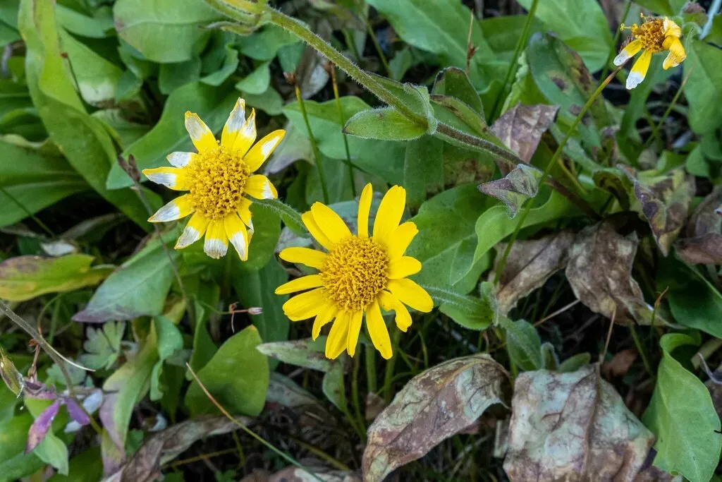 Hairy Arnica