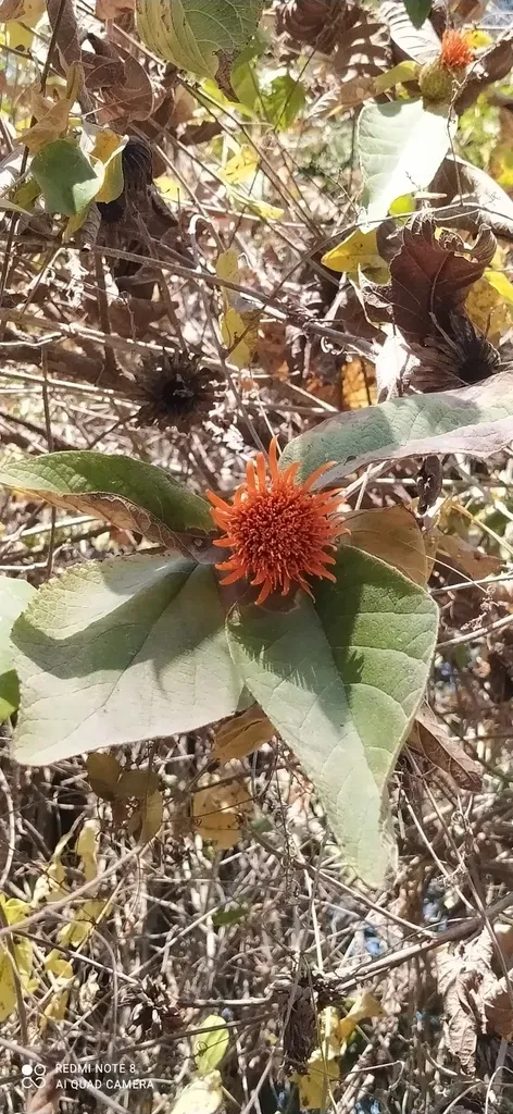 Cnicothamnus Lorentzii