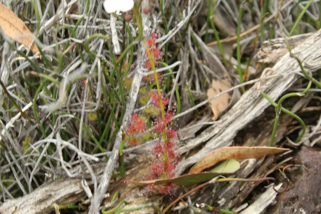 Drosera Platypoda