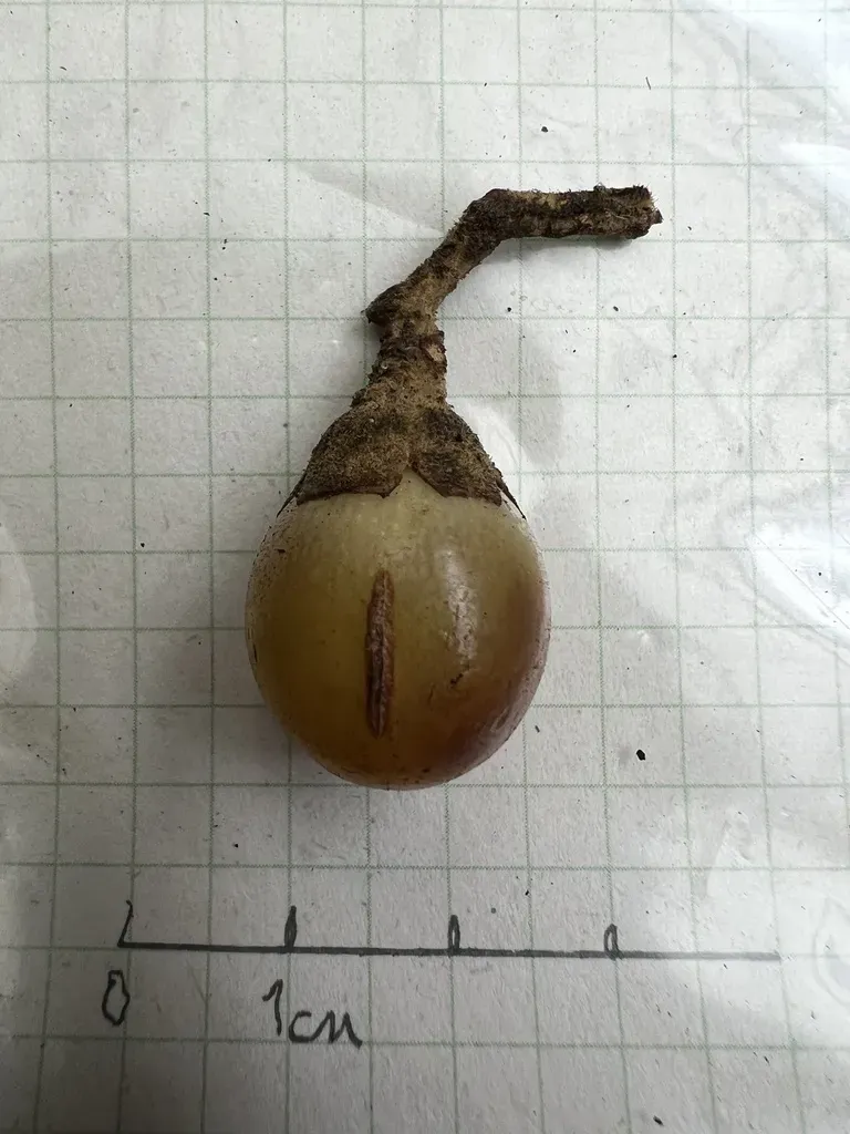 Aegiphila Bogotensis