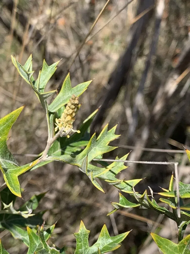 Grevillea Ramosissima