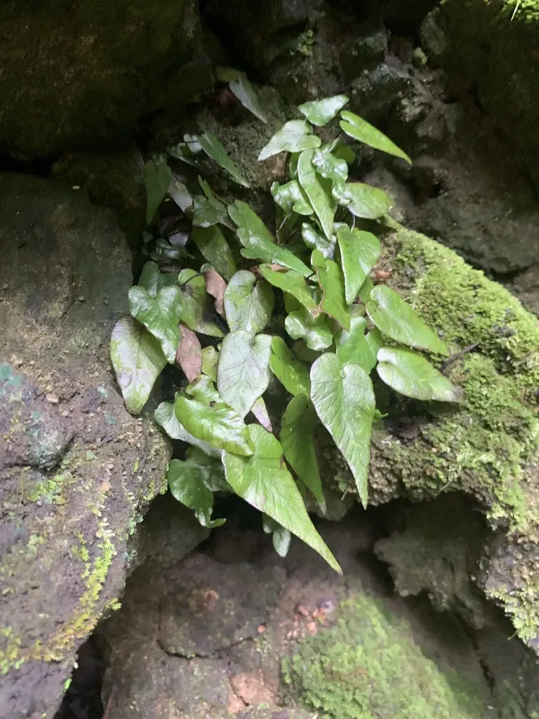 Hymenasplenium Cardiophyllum