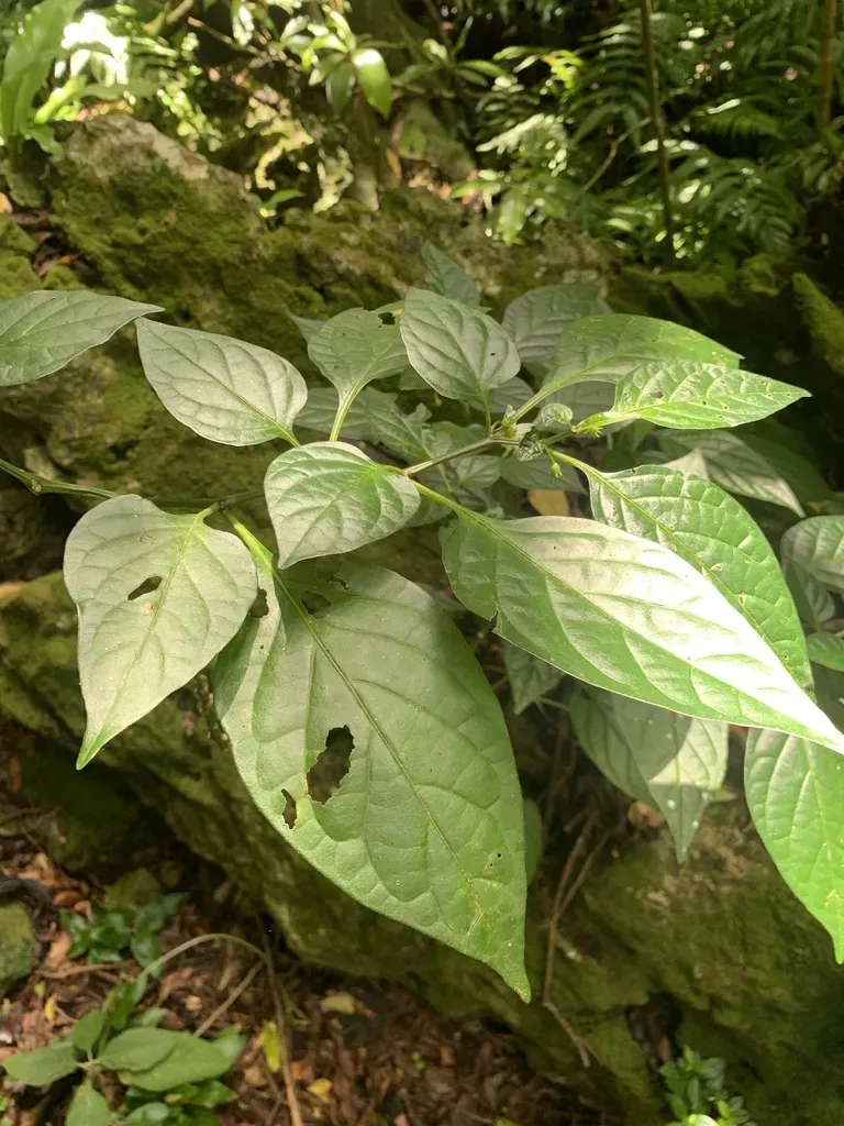 Lycianthes Boninensis