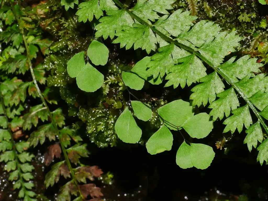 Adiantum Formosanum