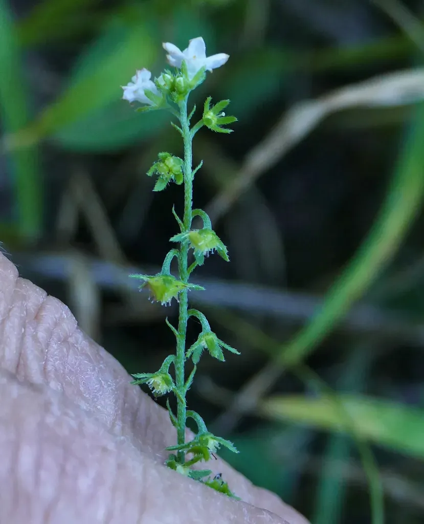 Chihuahuan Stickseed