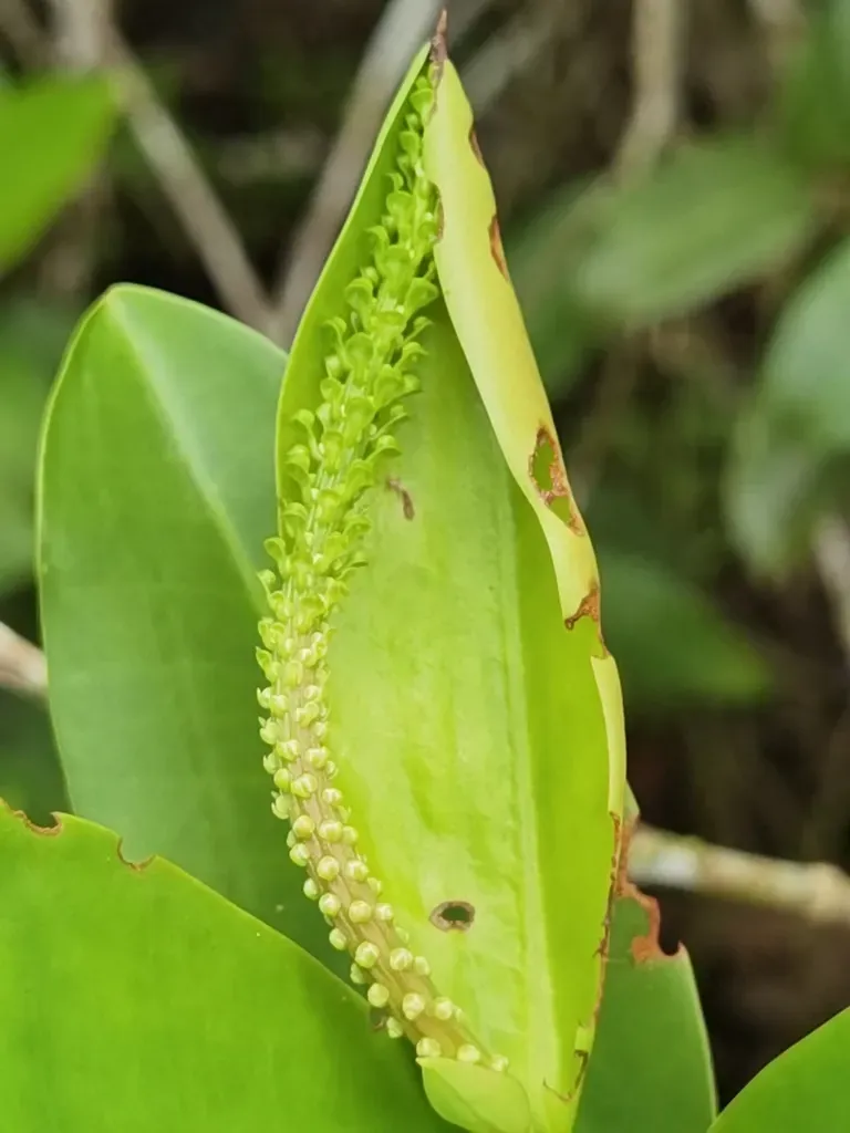 Sarcopera Sessiliflora
