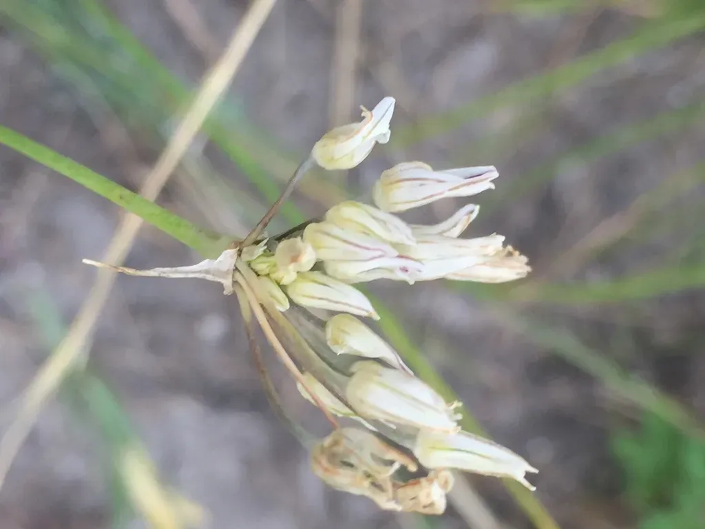 Allium Inaequale