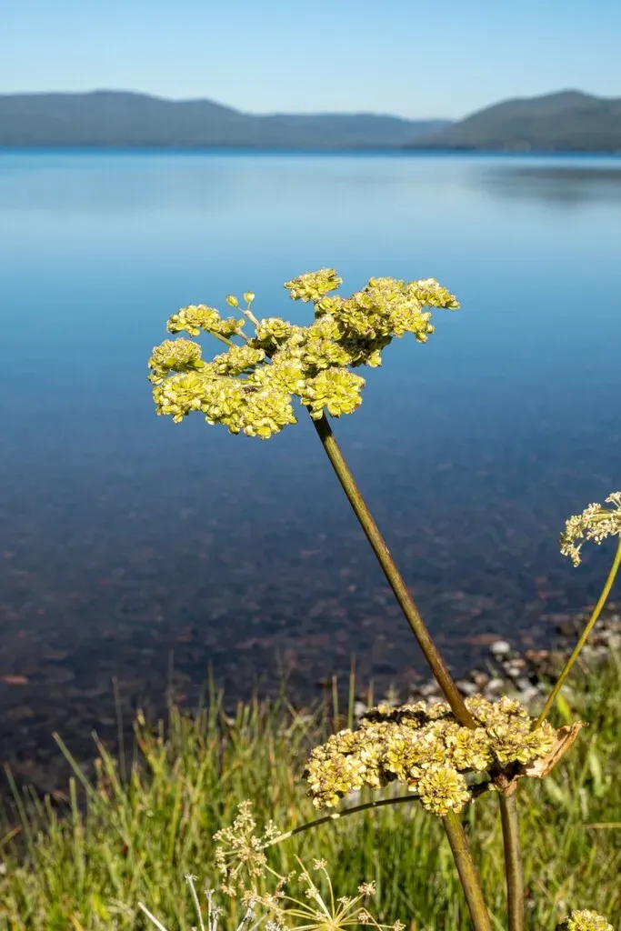 Western Water Hemlock