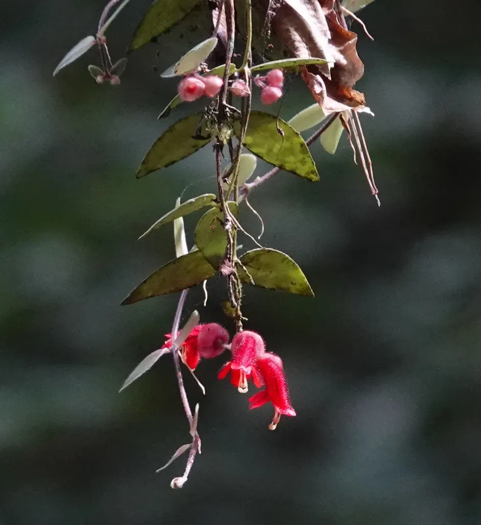 Aeschynanthus Tricolor
