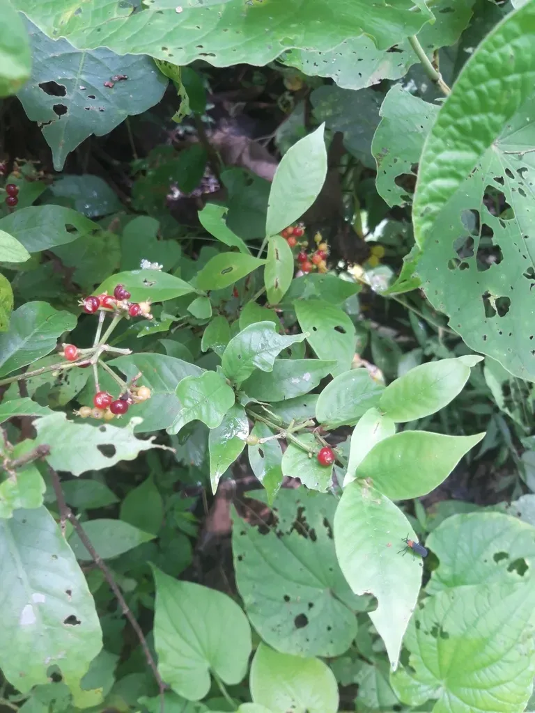 Psychotria Horizontalis