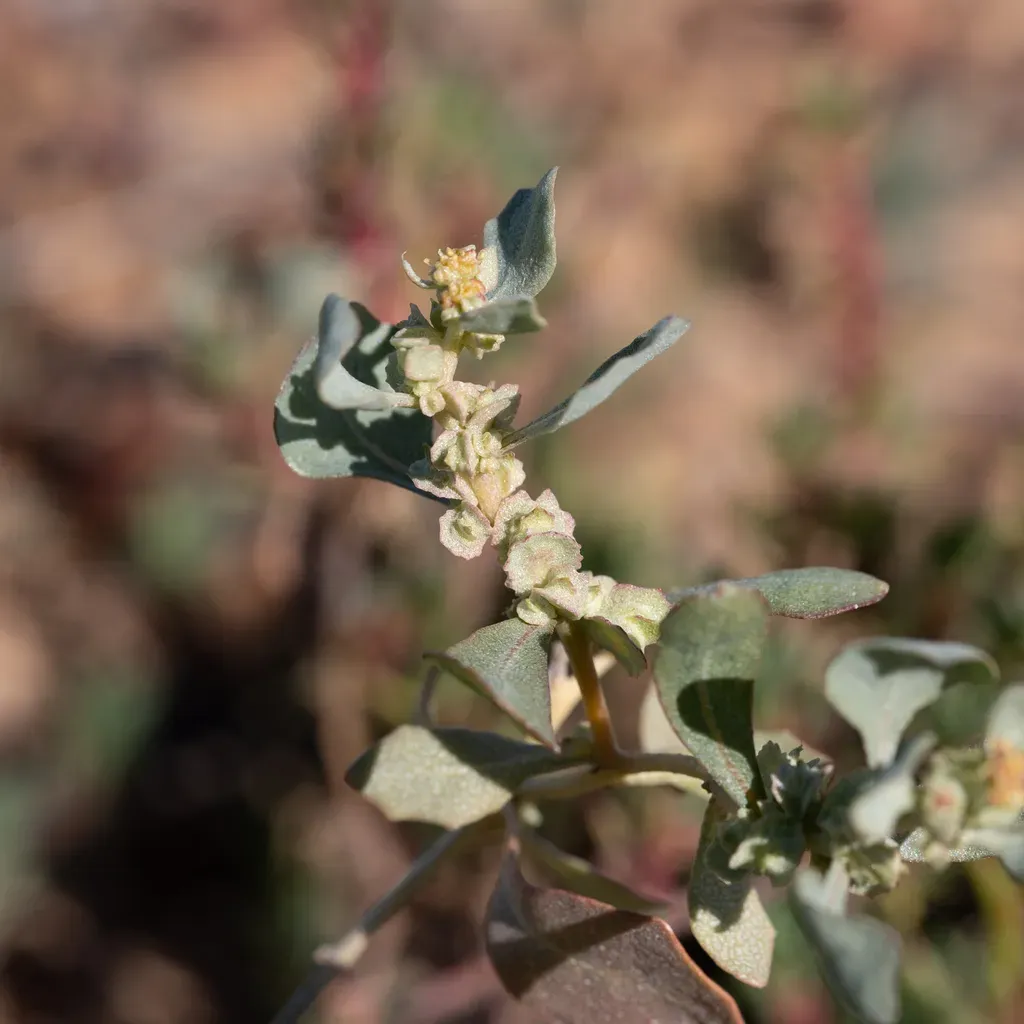 Lindley's Saltbush