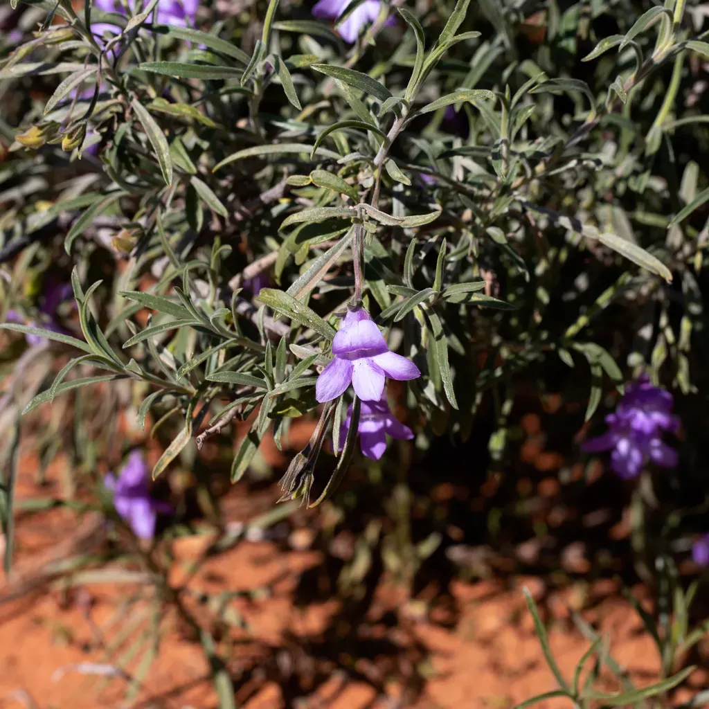 Charleville Turkey Bush