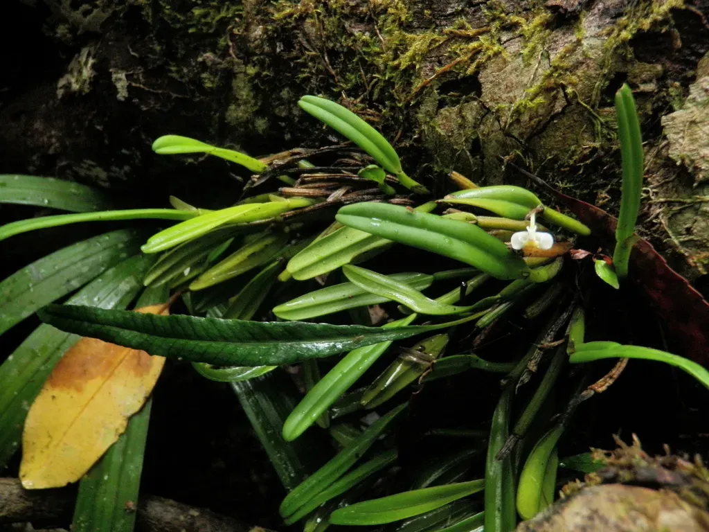 Dendrobium Taylorii