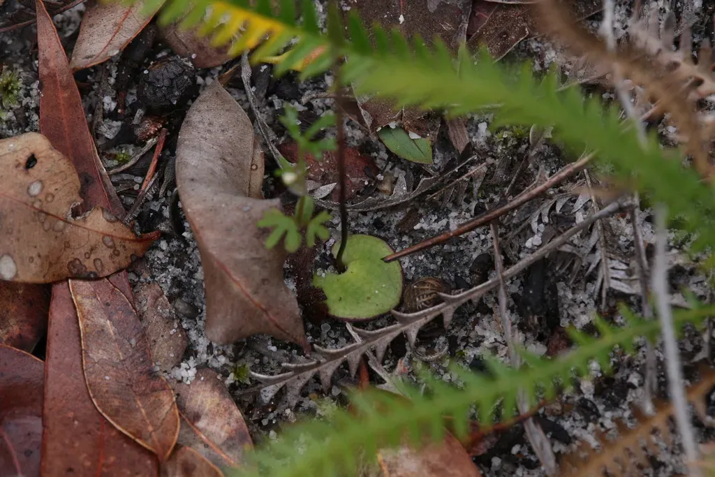 Slender Hammer Orchid