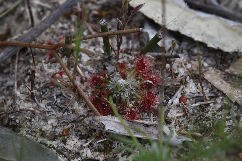 Drosera Leucoblasta