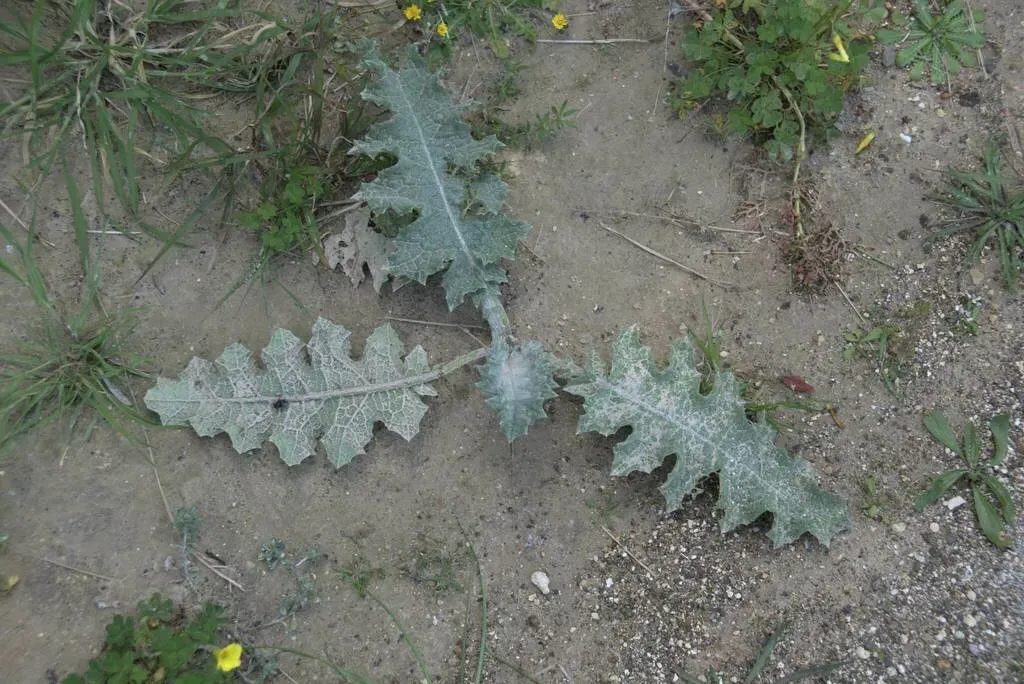 Branched Cotton Thistle
