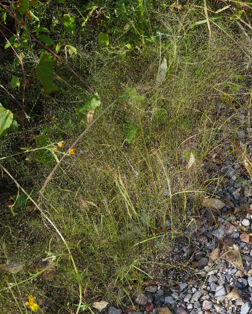 Muhlenbergia Sinuosa
