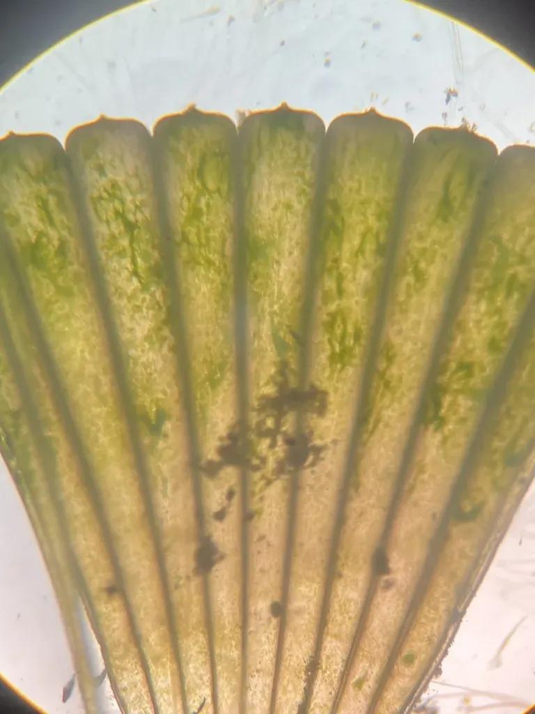 Mermaid's Wine Glass