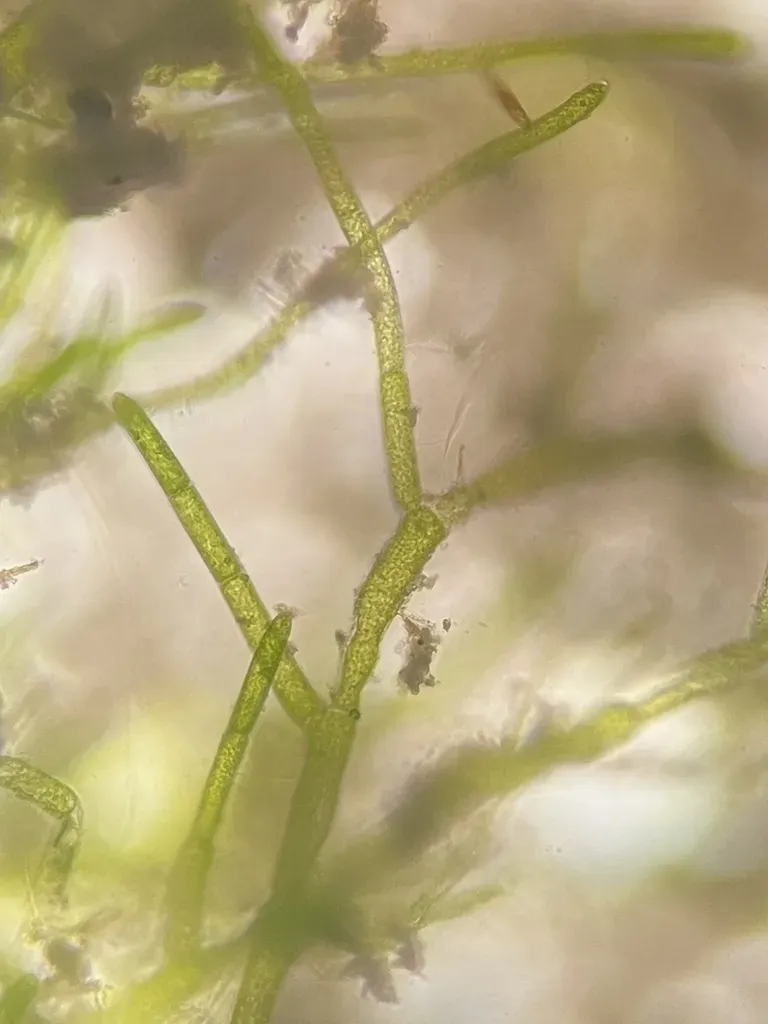 Cladophoropsis Membranacea