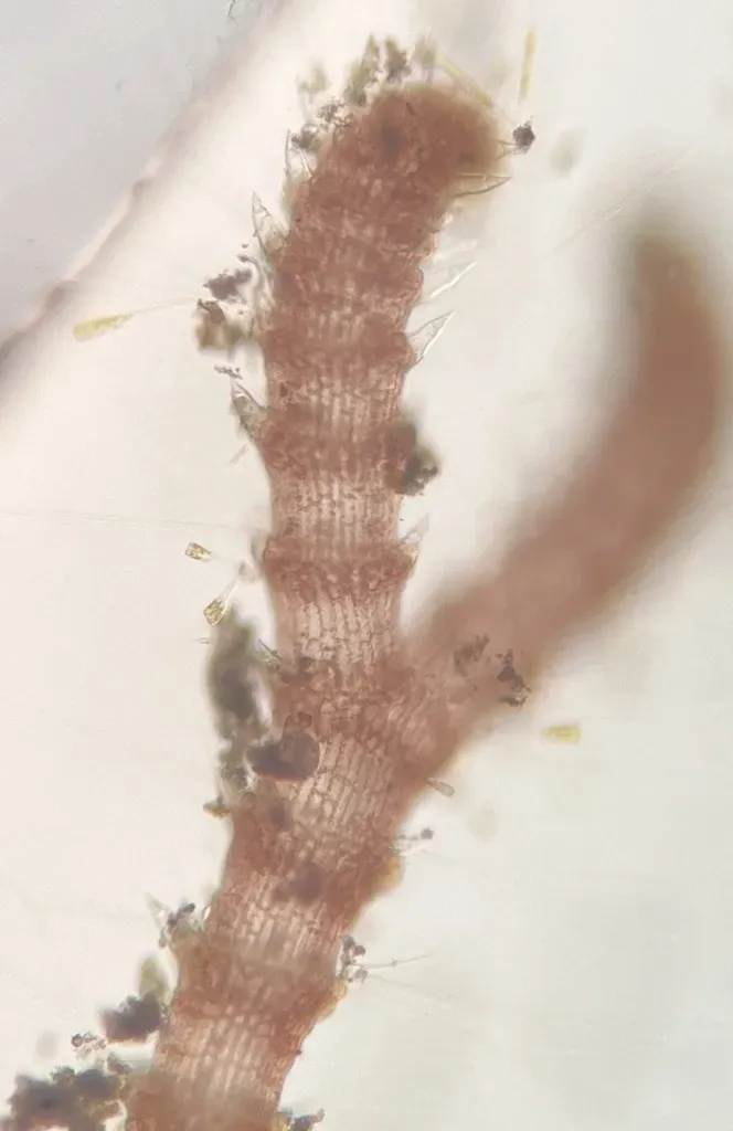 Centroceras Gasparrinii