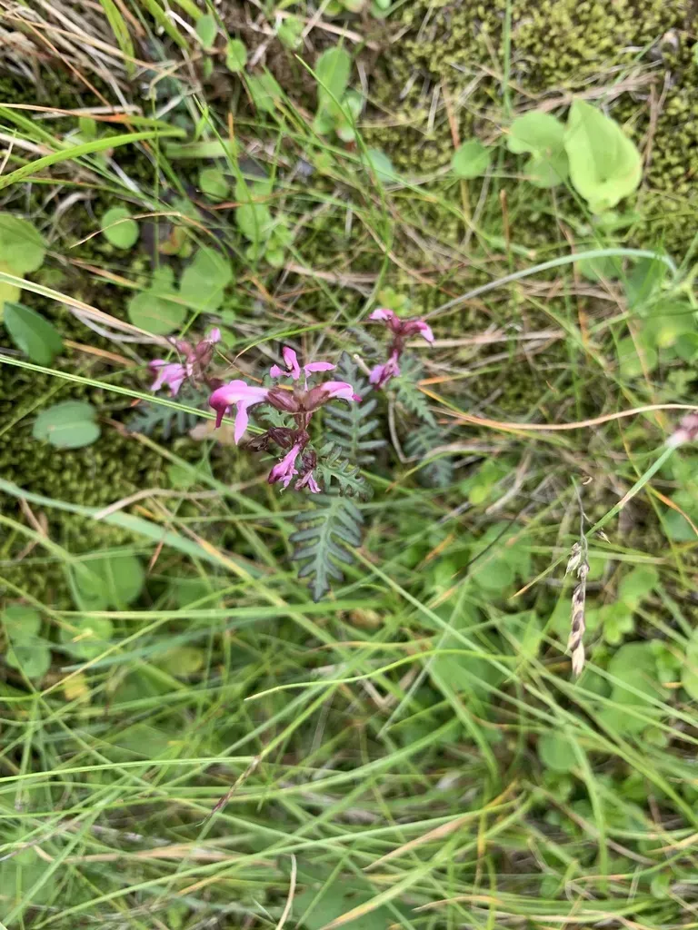 Pedicularis Japonica