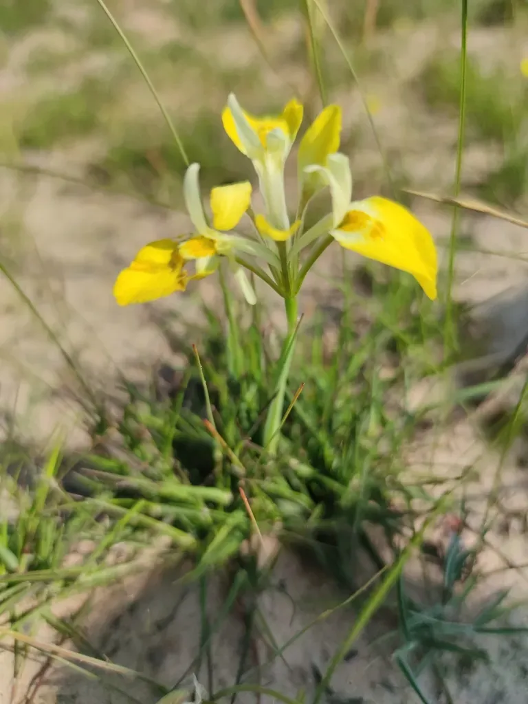 Moraea Macronyx