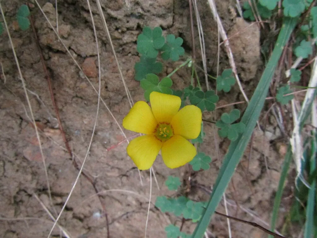 Oxalis Gyrorhiza