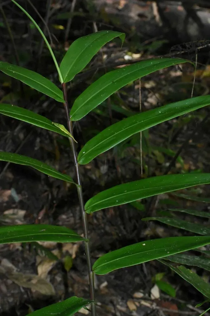 Narrow-leaved Ginger